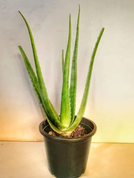 Fresh%20Aloe%20Vera%20Plant%20in%20small%20pot%20-%20Image%206