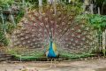 Peacock Feathers. 