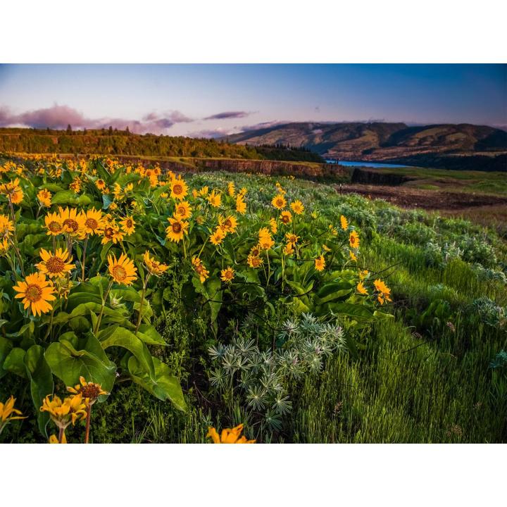 Hills with Flower Dream View wall Decor UV Panaflex Poster without Frame Size : 22L x 36W Inches (J-013)