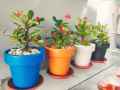 Decoration pack of 5 Round crown pot  6 x 6 inch. 