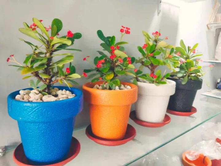 Decoration%20pack%20of%205%20Round%20crown%20pot%20%206%20x%206%20inch%20-%20Image%205