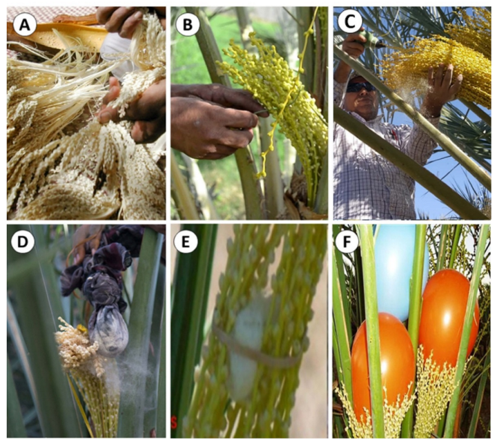 Organic%20Date%20Palm%20Pollen%20Powder-10gm%20-%20Image%204