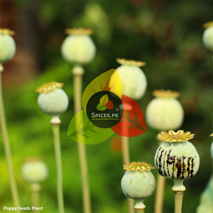 Premium%20Organic%20Whole%20Poppy%20Seeds%20160g%20-%20Gluten-Free,%20High%20in%20Nutrients,%20Vegan,%20Single%20Pack%20-%20Image%206