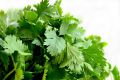 Coriander / Dhania Fresh Vegetable Seeds - High Germination Rate. 