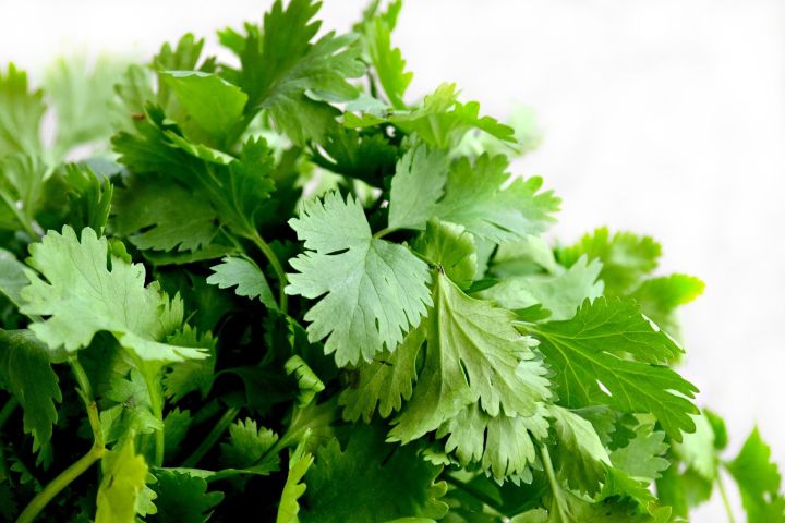 Coriander / Dhania Fresh Vegetable Seeds - High Germination Rate