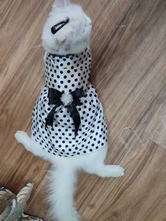 Polka%20Dot%20Pet%20Frock%20-%20Medium%20-%20Image%204