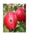Red Love Apple Seeds. 