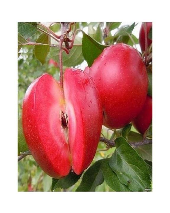 Red Love Apple Seeds