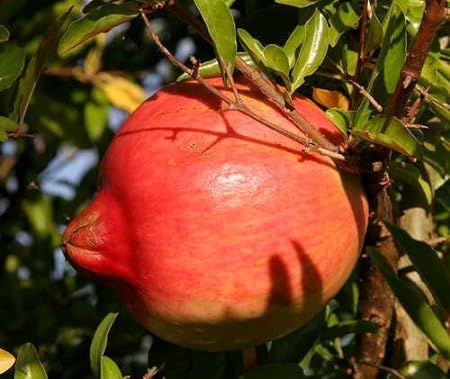 POMEGRANATE%20FRUIT%20ANAR%20SEEDS%20-%20Image%202