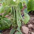 Green Beans Seeds(Hrwan/sbz phlion Ka Beej)(سبز پھلیوں/لوبیا/ہرواں کا بیج)Desi/Germinated/Best Quality/Fast growing/Excellent Germination/High Quality/Healthy Vegetable Seeds/Vegetable/Home/Kitchen/Gardening seeds/beej/Vegetables. 