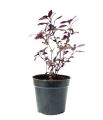 Pseuderanthemum plant. 
