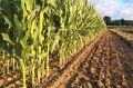 Sweet Corn / Desi Maize Kitchen Gardening Vegetable Seeds. 