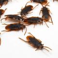 5-10Pcs Funny Scared Trick Joke Toys Special Lifelike Model Simulation Rubber Cockroach Scorpion Gecko Snake Roaches Toy. 