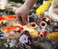 Optimum Highly Nutritious Fish Food for All Aquarium Fish, 100gm BY KS PETS CARE. 