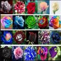Mix Rose Flowers Seeds 5. 