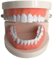 Dental Study Model | Dental Child Teeth Teaching Model | Typodont Demonstration Compatible with Teaching Studying Small Size. 