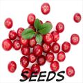 20 Seeds Cranberry(Vaccinium Macrocarpon)Cranberries can be grown in-doors, in a garden. Cranberries have huge health benefits and can be dry stored for extended periods of time. 