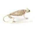 Lizard Horror Bat Party Mouse Home Animal Skeleton Artificial skull Trick Props Plastic Bones. 