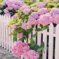 Hydrangea Light Pink Flower Seeds. 