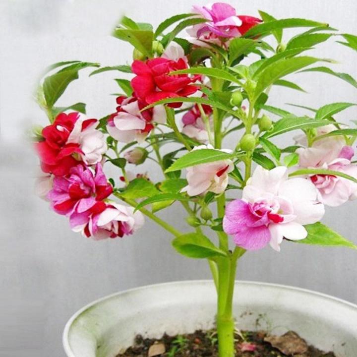 Balsamine Bonsai Flower Seeds