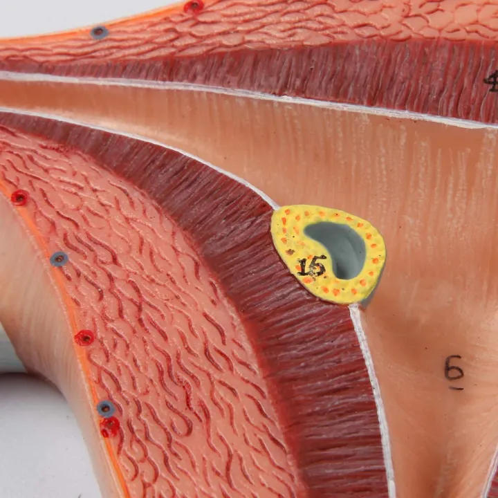 Human%20Fertilization%20Process%20Model,%20Features%20Cross-Section%20of%20Uterus,%20Ovaries,%20and%20Fallopian%20Tubes%20with%20Gametes%20%7C%20Embryology%20Teaching%20Model%20-%20Image%204