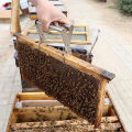 Stainless Steel Bee hive Frame Holder Capture Frame Grip Honey Bee tool Sunlight Super Store. 