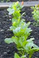 Boron 5%wv 500ML Tonic For Plants To increase Fruits. 