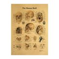 The Head Skull Diagram Vintage Medical Poster Decoration Posters Stickers Home Decor Wall Art Kraft Paper Wall Sticker. 