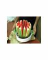 Water Melon Slicer - Multicolor. 