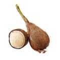 Natural Phool Wala Nariyal |Brown Coconut  With Flower | Rare Sprouted Coconut with Flower Inside | Original Coconut for Health & Pregnancy | Pure Natural Sprouted Nariyal for Energy | Its Natural Item So we don't know About the size of Inner Flower. 