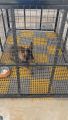 Pets  Floor Mat, Floor Grating, Strong Plastic Mat, 1*1 sqft Attachable panel, Dogs, Cats (Pack of 10). 