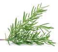 Rosemary Seeds F1 Hybrid. Best Quality, High Germination Rate. 