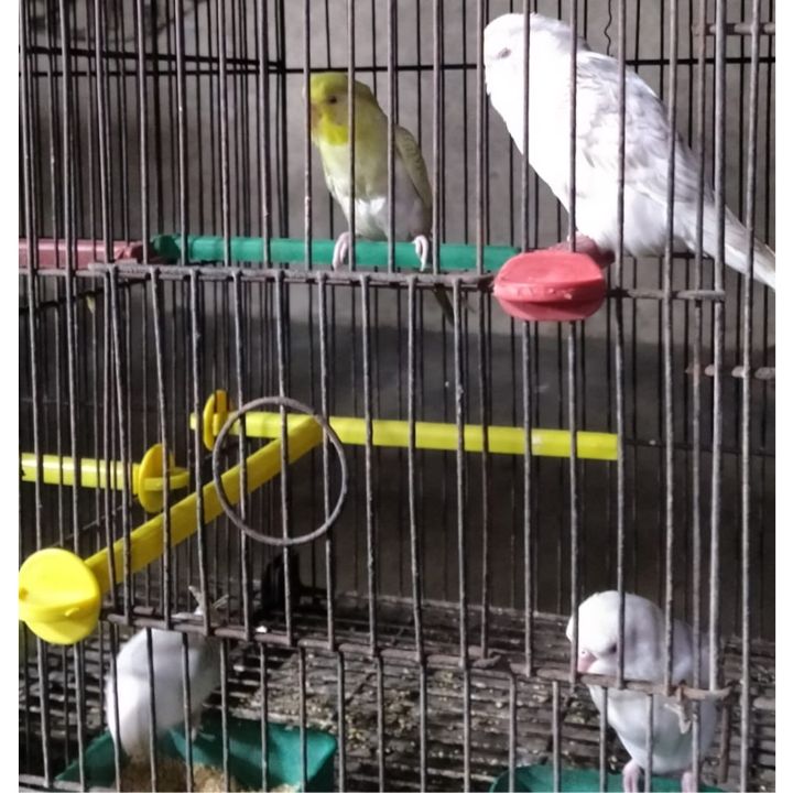 Pack%20Of%205%20Bird%20Cage%20Plastic%20Stand%20Sticks%20Holder%20Perches%20For%20Parrots%20And%20Birds%20-%20Image%205