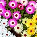 Mesembryanthemum / Mesembry – Mixed Color Flower Seeds. 