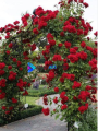 Original Small Red Rose Bail Plant. 