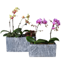 【Miga Plaza】Wei Green Creative Nordic Rectangular Stone-like Breathable Epipremnum Aureum Succulent Butterfly Orchid Bamboo Cement Flower Pot Large Indoor. 