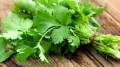 Coriander / Dhania Fresh Vegetable Seeds - High Germination Rate. 