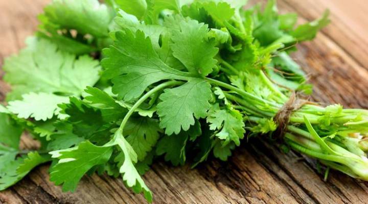 F1 Hybrid Coriander Seeds / Dhania Kitchen Garden Vegetable Seeds