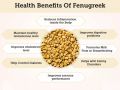 Methi / Fenugreek Vegetable Seeds - High Germination Rate. 