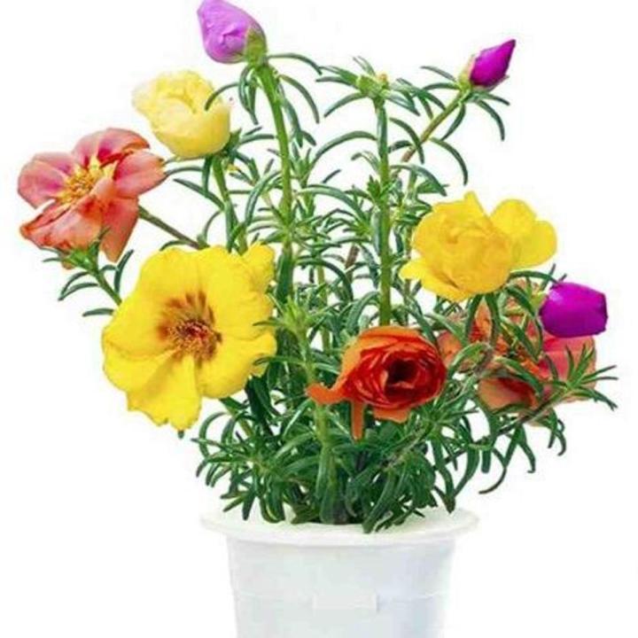 Moss Rose Plant |Best for Seed Garden & Home Decoration|