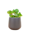Iresine Herbstii BeafSteak Garden-Plant |Best for Seed Garden & Home Decoration|. 