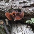 Wood Ear Mushroom Spawn Seeds. 