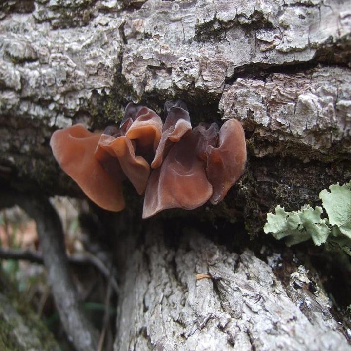 Wood Ear Mushroom Spawn Seeds