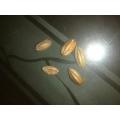 5 seeds of Red Powder Puff Tree (Calliandra haematocephala) Red Flower Plant. 