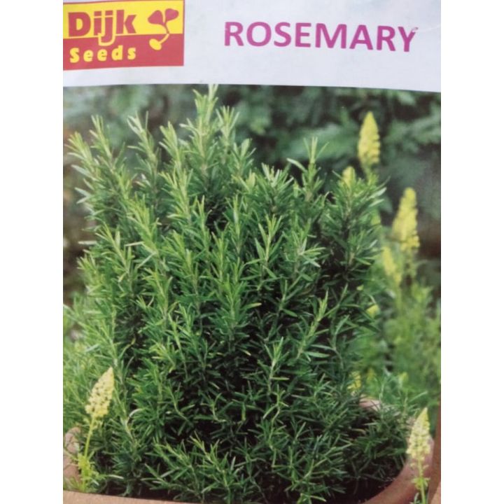Rosemary Herb Seeds for Kitchen Gardening