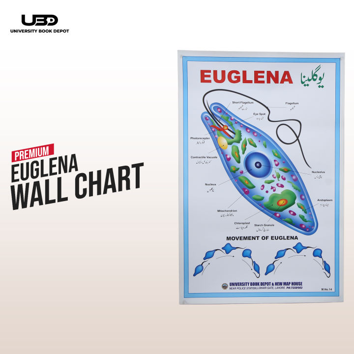 Euglena Wall Poster | Wall Chart For Science Labs Decoration | Unicellular Euglena Structure Presentation on 200 grams Card 20*30 inches