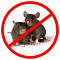 Rat & Mouse Killer  Pesticide - Rodents Control.. 