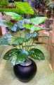Artificial Money Plant with Ceramic Pot for Home Decor Indoor, Large Faux Plants, Tall Plants for Living Room Decor 3ft Height. 