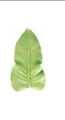 Leaf Piping Nozzle Icing Tip Pastry Tips Cup Cake Decorating Baking Tools Bake ware Create Leaves Large Size. 