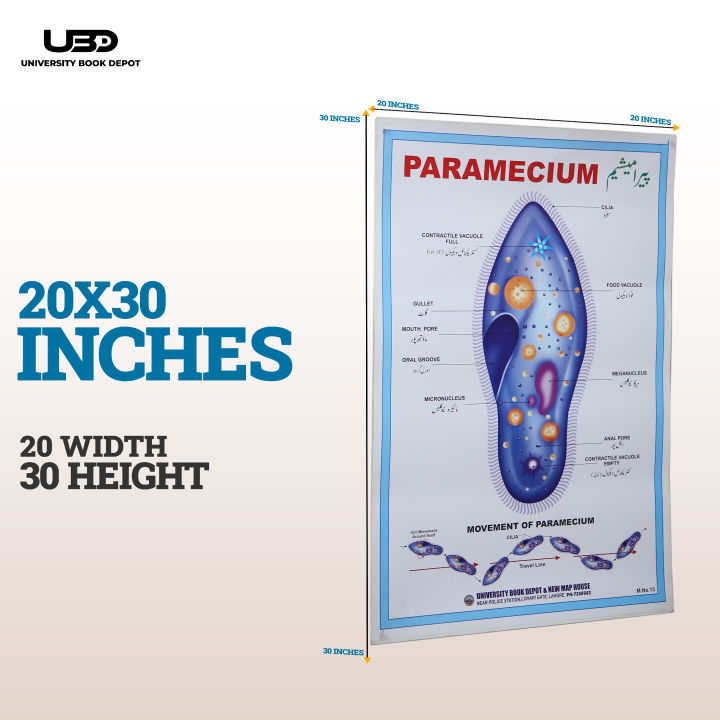 Paramecium%20Wall%20Poster%20%7C%20Wall%20Chart%20For%20Science%20Labs%20Decoration%20%7C%20Paramecium%20Structure%20Presentation%20on%20200%20grams%20Laminated%20Card%2020*30%20inches%20-%20Image%202